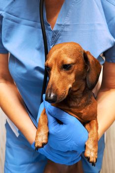 Smooth-haired mini dachshund in the hands of the veterinarian