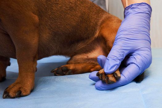 Examining a dog's paw