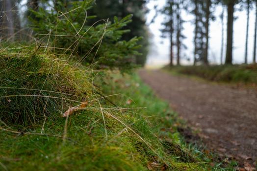 An autumn forest shrouded in fog invites you to linger and dream.