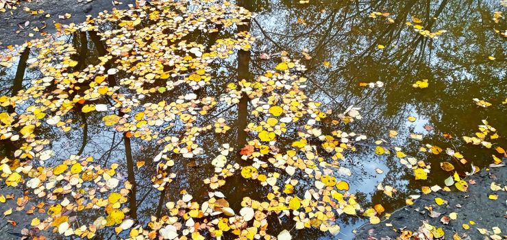Autumn leaves in puddle of water. Beautiful autumn bright atmosphere image. vivid autumn leaves on water backdrop. fall season background concept. autumn rainy day. shallow depth. close up.