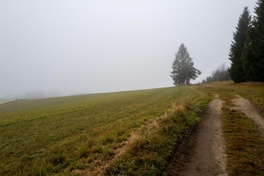 At the end of a dirt road stands a tree shrouded in thick autumnal fog.