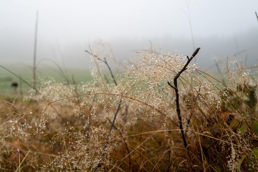 Many drops of water have formed on a bush in the morning mist.