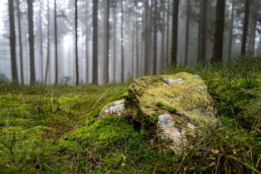 A moss-covered boulder in a lush green and misty forest.