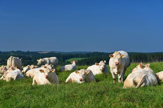 Herd of cows on a green field with blue sky and sun. Colorful nature background with animals.