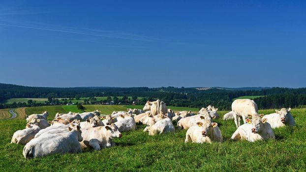 Herd of cows on a green field with blue sky and sun. Colorful nature background with animals.