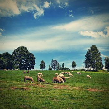 Herd of sheep on a green field with blue sky and sun.