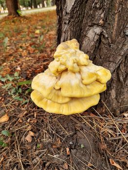 Mushroom tinder sulfur-yellow on a tree.