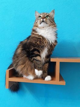 A beautiful cat with green eyes sits on a bookshelf and looks up on a turquoise background.