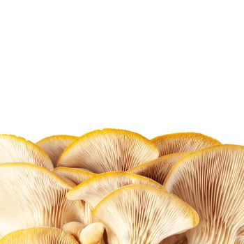 oyster mushroom close up isolated on white background.