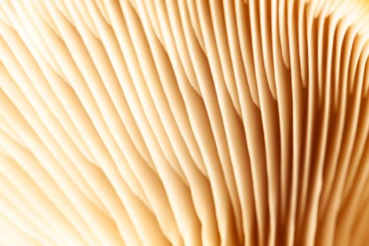 abstract nature background macro of Mushroom plants. Using idea design texture pattern concept natural or wallpaper with blurry background, soft focus.