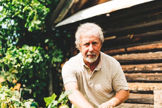 Mature adult farmer harvesting herbs on an organic garden during the sun outdoors. Concept of growing organic products and active retirement