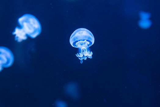 Rhizostoma pulmo commonly known as barrel jellyfish in an aquarium lit by blue light