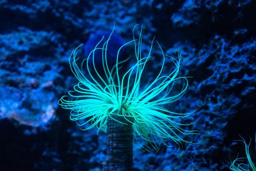 Beautiful sea anemone. Sea anemones are marine animals of the order Actiniaria.