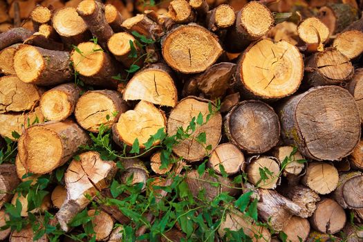 harvesting of firewood in the open air, countryside.