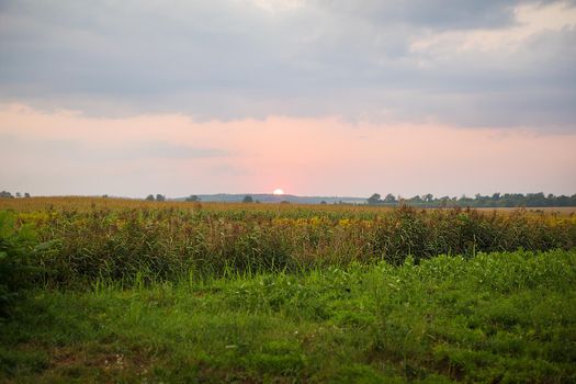 very beautiful sunset over an agricultural green field