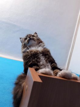 A beautiful cat sits on a bookshelf and looks ahead on a white and turquoise background.