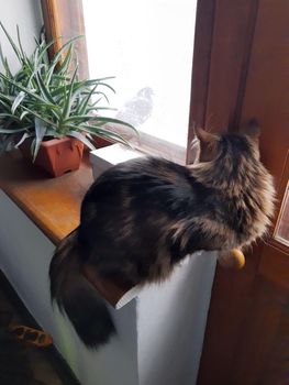 The cat sits on a wooden window sill and looks out the window at a dove.