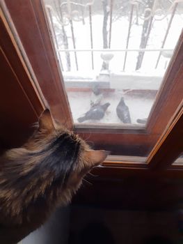 The cat sits on a wooden window sill and looks out the window at a dove.