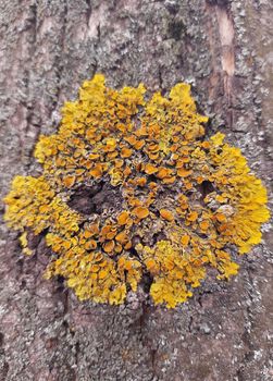 Lichen on a dry tree branch close-up. Green-yellow lichen on the bark of a tree.