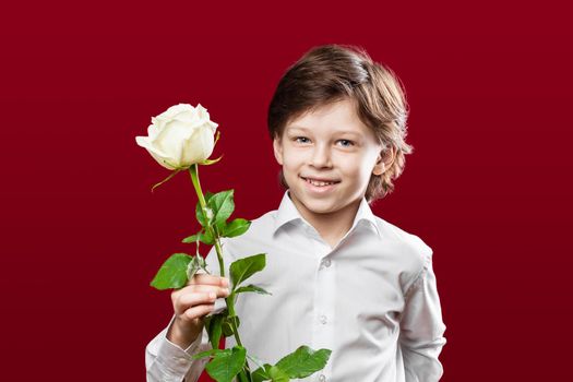 Portrait of a boy wearing white shirt holding a white rose celebrating St. Valentine’s Day over red background