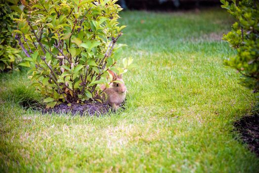 cute grey rabbit hiding under the green bushes in the park near the grass field under the sun.