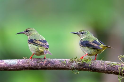 Female of bird Red-legged honeycreeper (Cyanerpes cyaneus), La Fortuna, Volcano Arenal, Wildlife and birdwatching in Costa Rica.