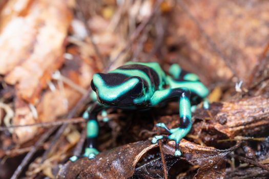 Green-and-black poison dart frog (Dendrobates auratus), La Fortuna Alajuela - Arenal, Costa Rica wildlife .