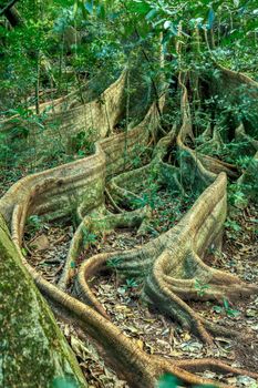 Massive tree roots on the surface of Fig Tree in tropical jungle forest, Rincon de la Vieja National Park, Parque Nacional Rincon de la Vieja, Guanacaste Province, Costa Rica