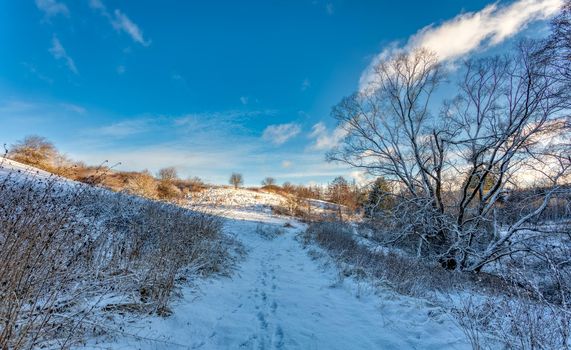 forest landscape with rural path, Tree covered by white snow Czech Republic, Vysocina region highland