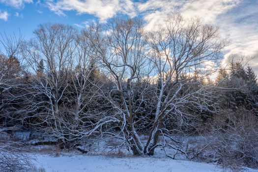 Forest landscape, tree covered by white snow Czech Republic, Vysocina region highland