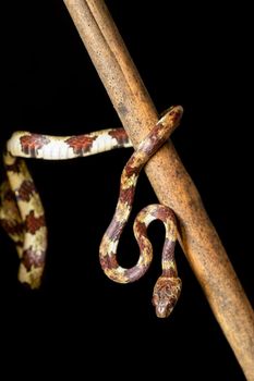 small nocturnal Ringed Snail-Eater, (Sibon annulatus) Tortuguero, Costa Rica wildlife