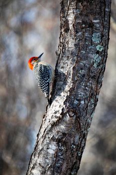 Red-bellied woodpecker searches for food on a tree trunk.