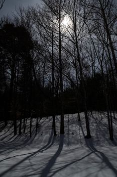 Shadows from the first full moon of 2022 (Wolf Moon) from trees cast on fresh snow.