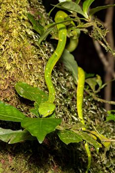 Danger green snake side-striped palm pitviper or side-striped palm viper (Bothriechis lateralis) Venomous pit viper species found in the mountains of Santa Elena, Costa Rica wildlife