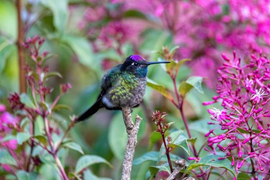 Violet-headed hummingbird (Klais guimeti) Beautiful bird at San Gerardo de Dota, Wildlife and birdwatching in Costa Rica.