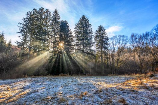 Forest landscape with sun rays, Tree covered by white snow Czech Republic, Vysocina region highland