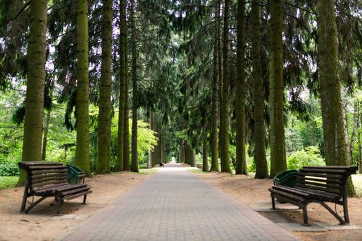 Alley ate in the park with benches in the summer.