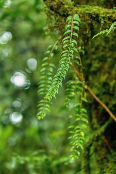 Detail of green plant in dense tropical jungle rain forest, La Reserva Bosque Nuboso Santa Elena, Costa Rica wilderness landscape