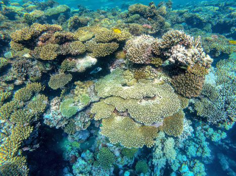Coral on reef in red sea, fantastic colors under water, Marsa Alam, Egypt