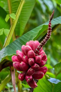 Red bunch of small unripe raw wild bananas, La fortuna, Arenal, Costa Rica.