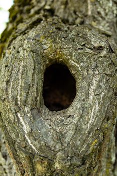 Tree in the park with a hollow