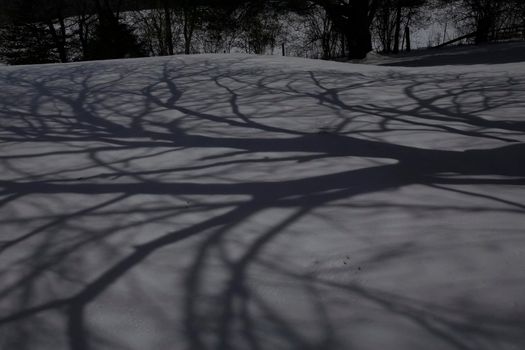 Shadows from the first full moon of 2022 (Wolf Moon) from a cherry tree cast on fresh snow.