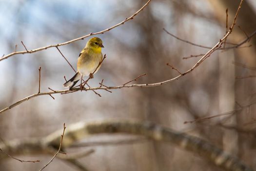 Goldfinch clutches a twig in winter woodland scene.