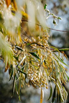 Olive tree. Fruits on branches. The horizontal orientation of the image. Natural background. Vertical close-up of berries.