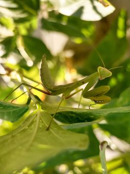 Common praying mantis or religious praying mantis in natural habitat among green leaves.