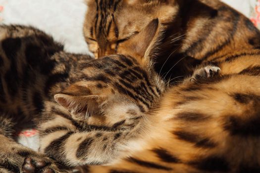 Adorable golden bengal mother-cat feeds her little kittens with breast