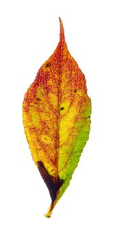 Red, yellow and green honey locust leaf isolated on a white background