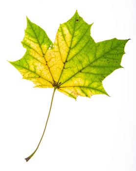 Green and yellow maple leave isolated on a white background