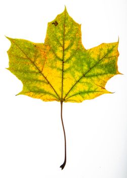 Green and yellow maple leave isolated on a white background