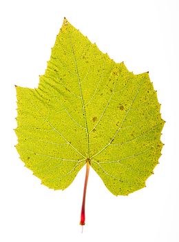 Large green tree leaf isolated on a white background